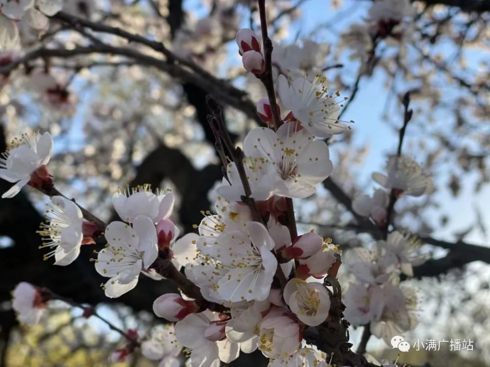 春色滿園關不住一枝紅杏出牆來呼和浩特烏素圖的杏花開了賞花也要新