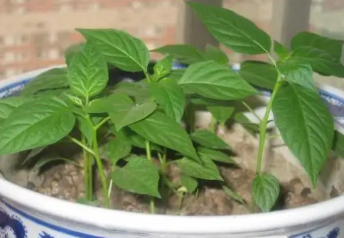 种菜农谚 茄栽花 瓜栽芽 卧着栽柿子 啥意思 古人种菜的智慧 腾讯新闻