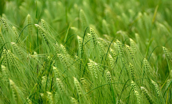 青稞香飘雪域高原