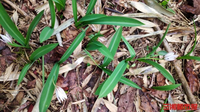 植物上新衡阳发现新物种南岳老鸦瓣
