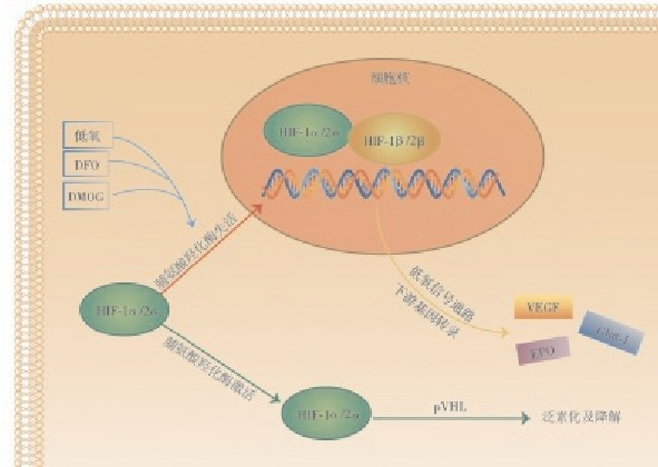 图 6 hif-α 信号通路调控机制模式图regulation mechanism diagram