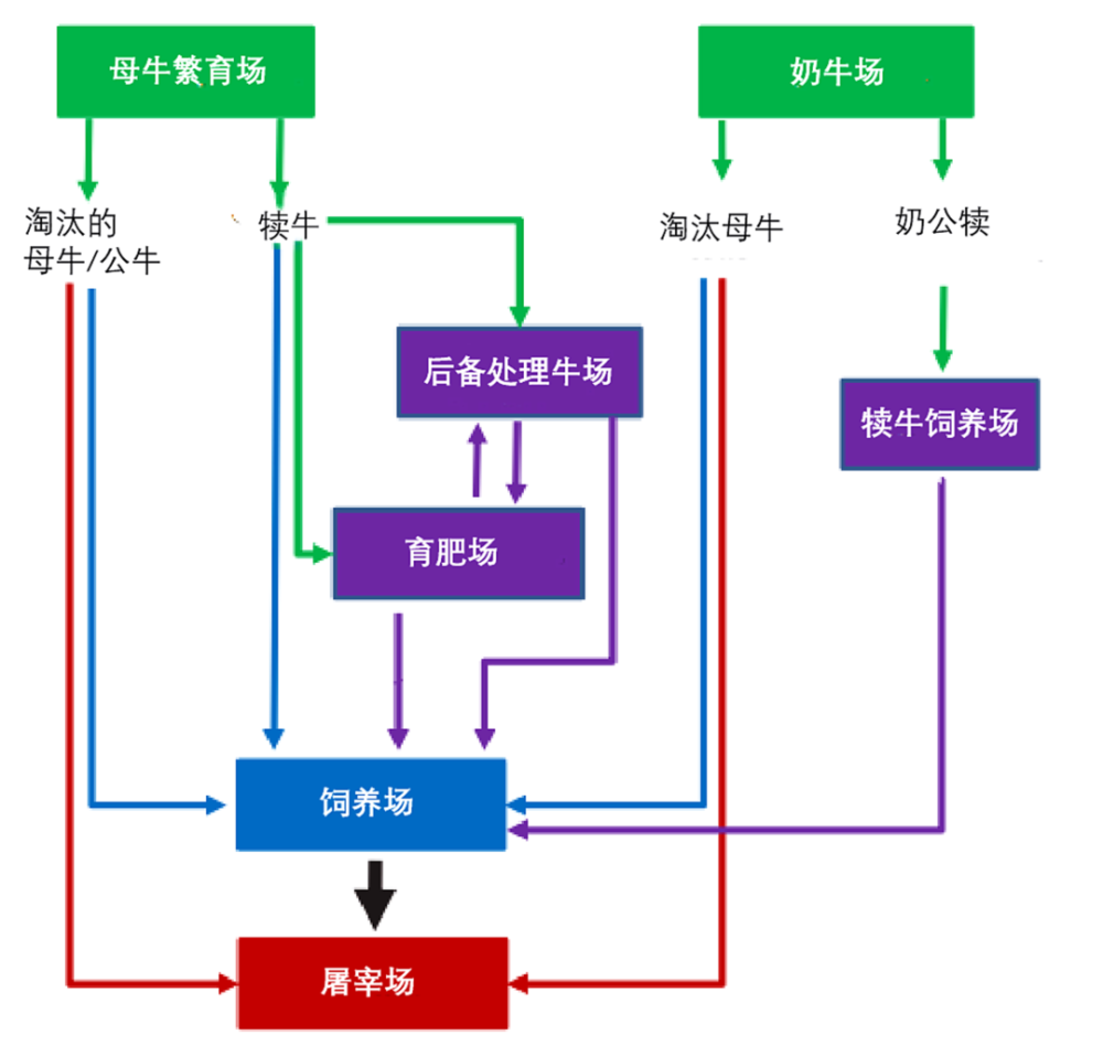 美国牛肉生产链流程示意图,展示了牛只从繁育场和奶牛场直接进入育肥