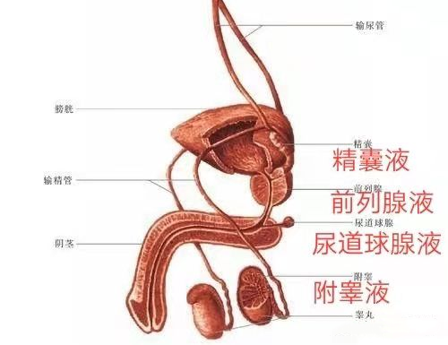 分泌的混合液組成和尿道球腺等附屬腺體主要由前列腺,精囊腺精漿在