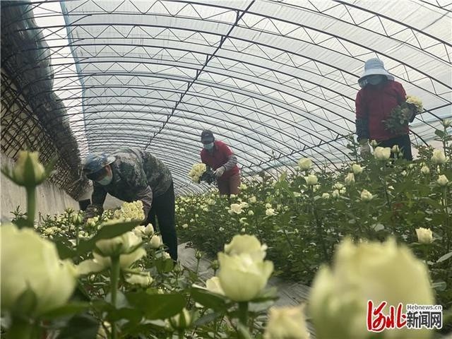 三河：150万支玫瑰花供应北京鲜花市场掉发