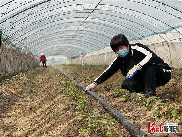 三河：150万支玫瑰花供应北京鲜花市场掉发