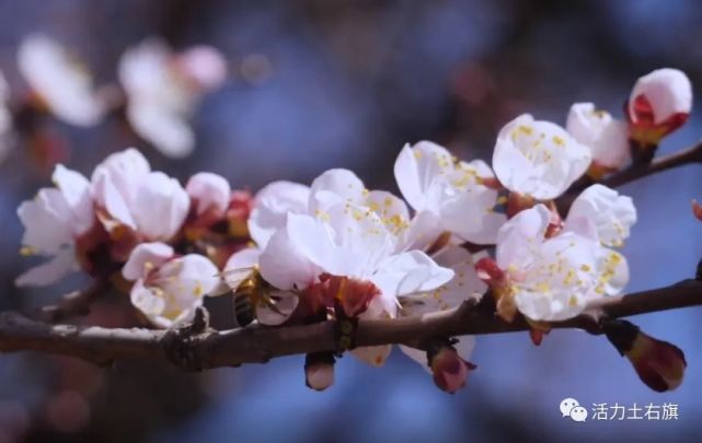 春風十里杏花香～大雁灘明天的直播別錯過