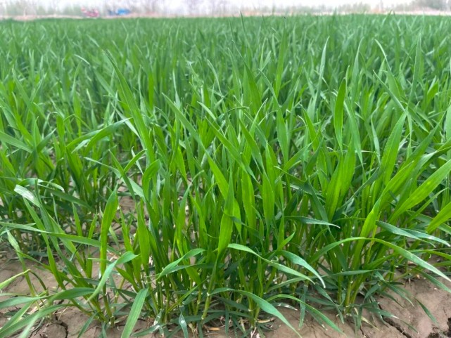 24万亩冬小麦起身拔节长势喜人