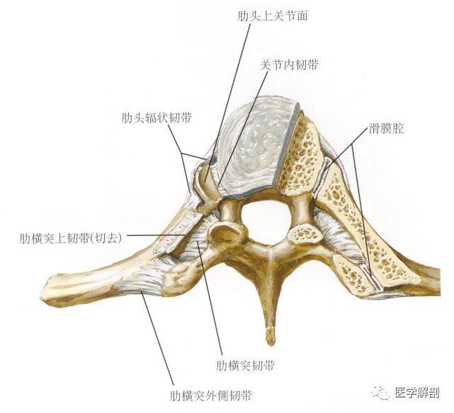 橫斷面:上面觀右後外側觀--- end ---權威醫學解剖公眾號