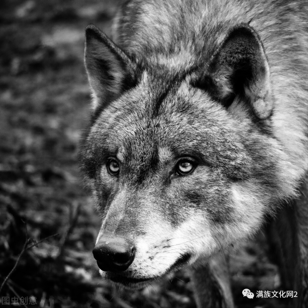 恐怖的旅行 三江源无人区夫妻夜遇狼群围车 差一点有去无回 腾讯新闻