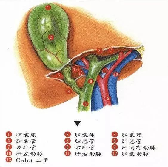 内肝外胆腿上的图片图片