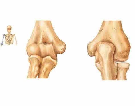 這三個關節分別稱為尺肱關節,橈肱關節和橈尺近端關節.