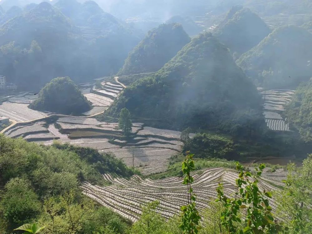 织金县阿弓镇春耕农时紧烤烟种植忙