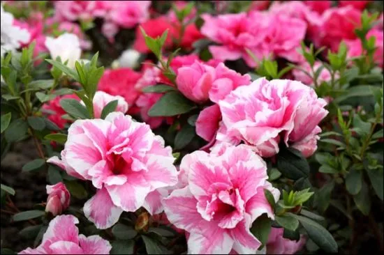 杜鹃花也叫做映山红山石榴,是一种观赏价值比较高的花卉杜鹃花的花型