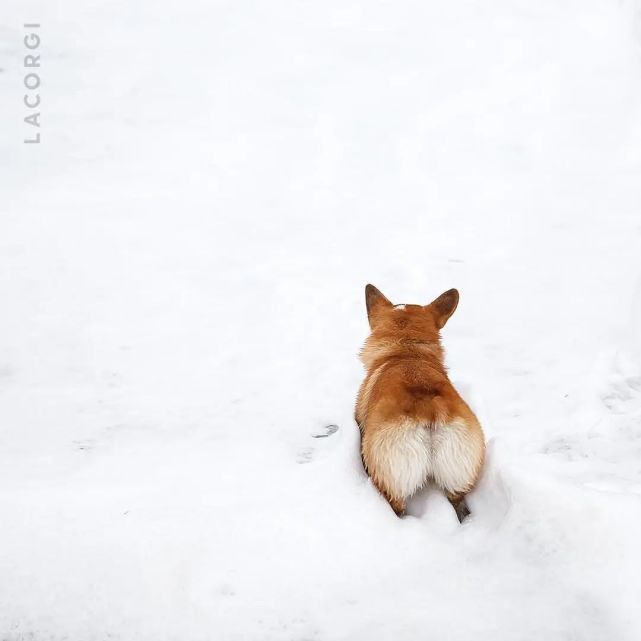 这估计是世界上最可爱的狗狗背影了