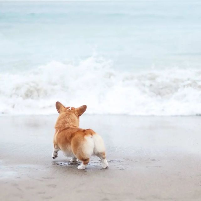 这估计是世界上最可爱的狗狗背影了