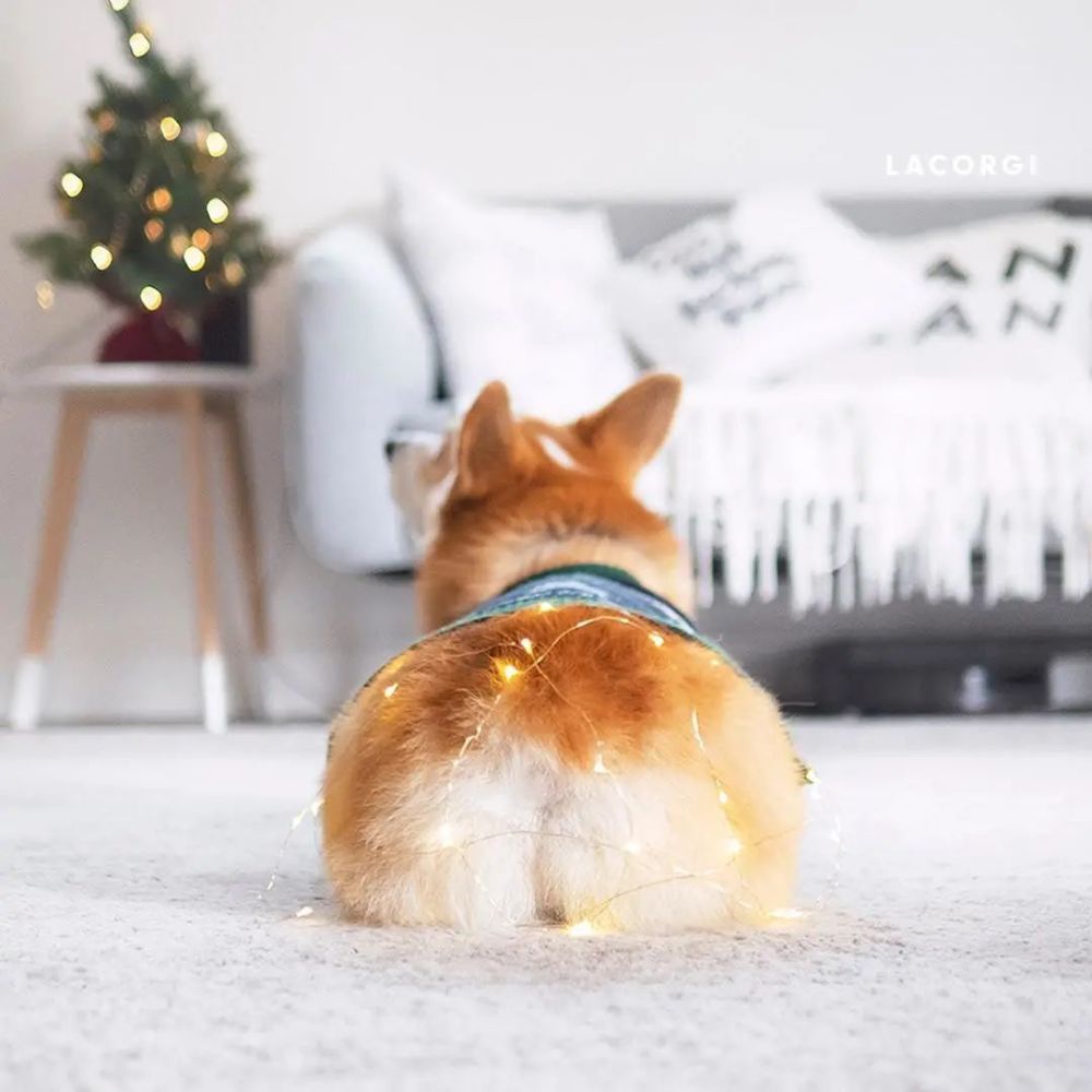 这估计是世界上最可爱的狗狗背影了