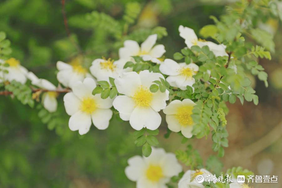 壹圖集 暮春迎夏 泰城川滇薔薇綻放 天天看點