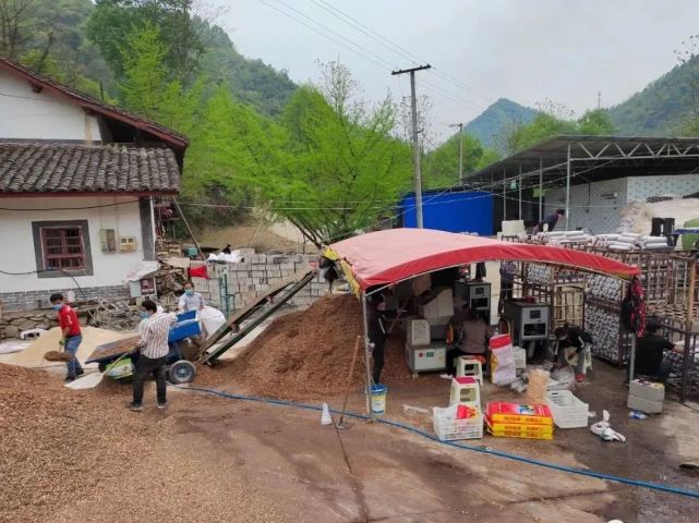 在黃家溝村袋料香菇大棚裡,工人們正在忙著採摘最後一茬香菇.