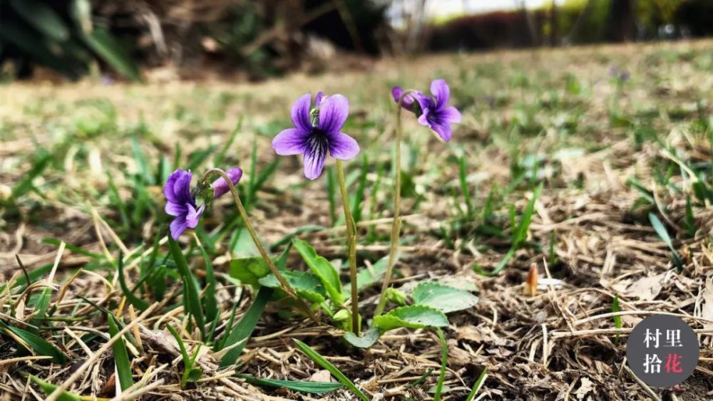 而且儘管早開堇菜的花期較紫花地丁要早上1-2周左右的時間,但也存在