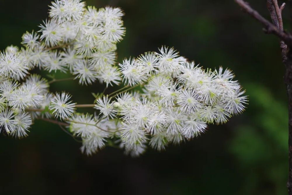 玄參科 幌菊菊科 華帚菊豆科 川西錦雞兒唇形科 鼬瓣花唇形科