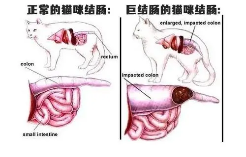 猫咪的结肠出问题啦!_腾讯新闻