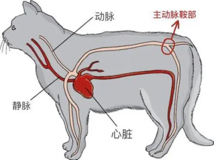 內臟器官的動脈栓塞較少出現,但是一旦發生,患貓往往病情快速惡化而