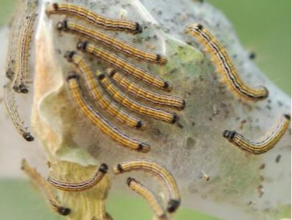 北京地区4月份主要林木有害生物监测防治历 幼虫 林木 有害生物 蚜虫 防治 若虫