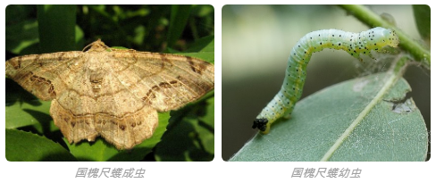 北京地区4月份主要林木有害生物监测防治历 幼虫 林木 有害生物 蚜虫 防治 若虫