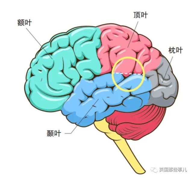 她天生大脑缺一大块,生活却一切正常?科学家靠她有了惊人发现!