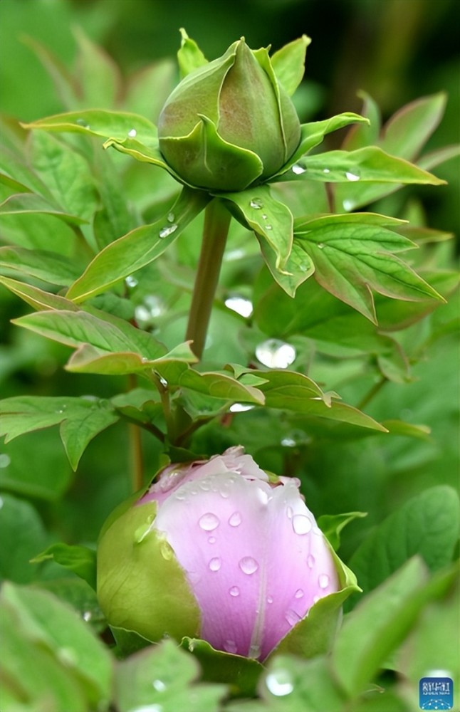 等煙雨而我在等你