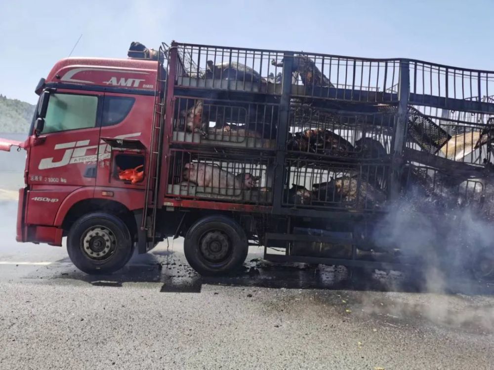 爆料一下现场版烤全猪