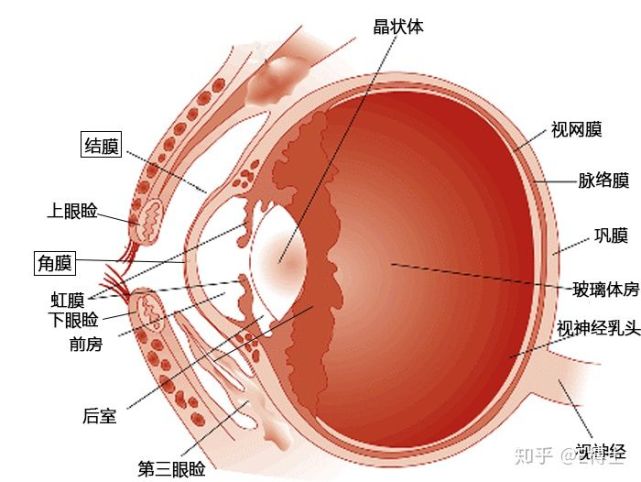 结膜是眼白部分的表层,而角膜是在眼球最前面的透明组织.