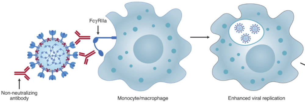 nature感染後產生的新冠病毒抗體卻成了導致重症和死亡的幫兇
