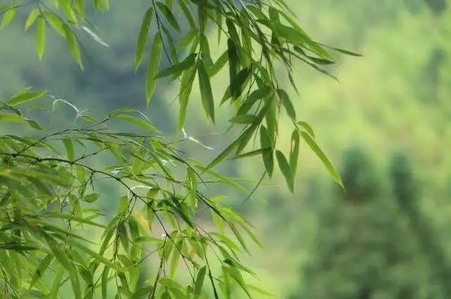 心不染尘埃清风自然来