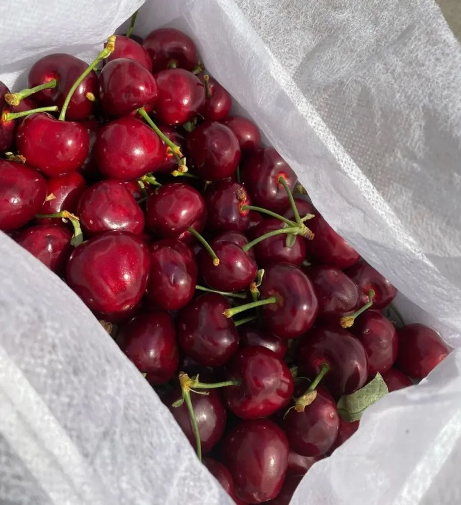 仅剩300斤,大连本地金州美早樱桃,市级金奖大樱桃,产地直销!_腾讯新闻