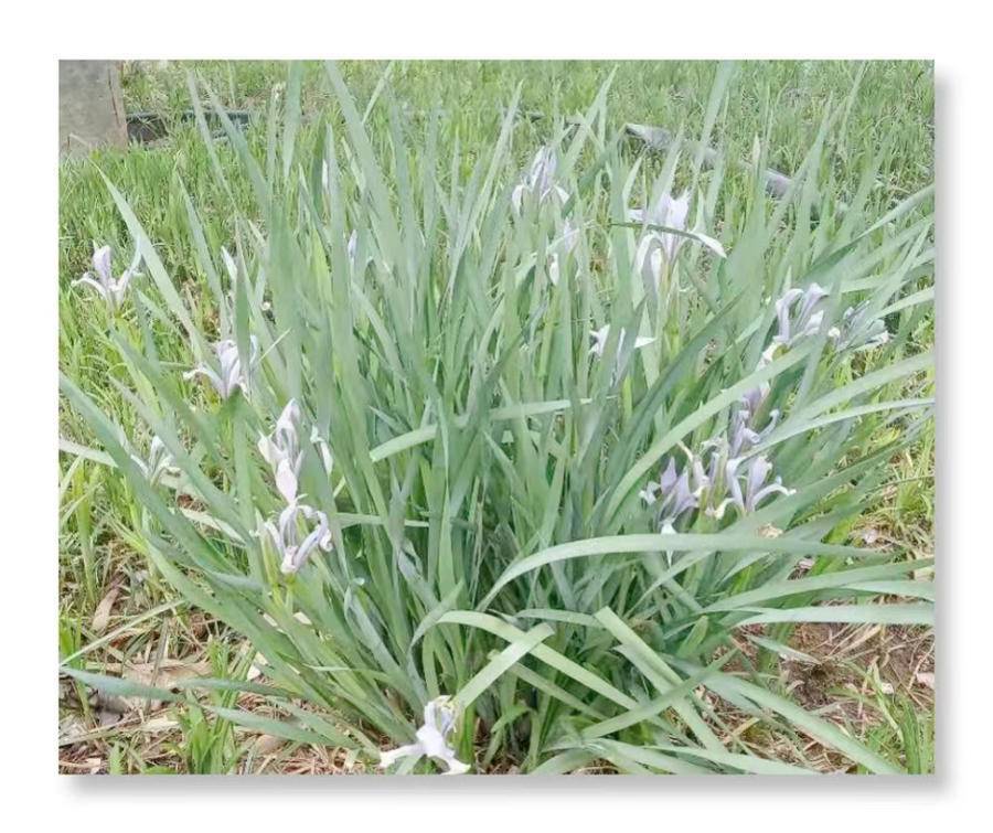 侯玉德|马莲草(诗歌)_腾讯新闻