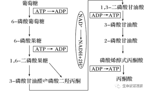 因此糖酵解全部反应过程均在细胞质基质中进行