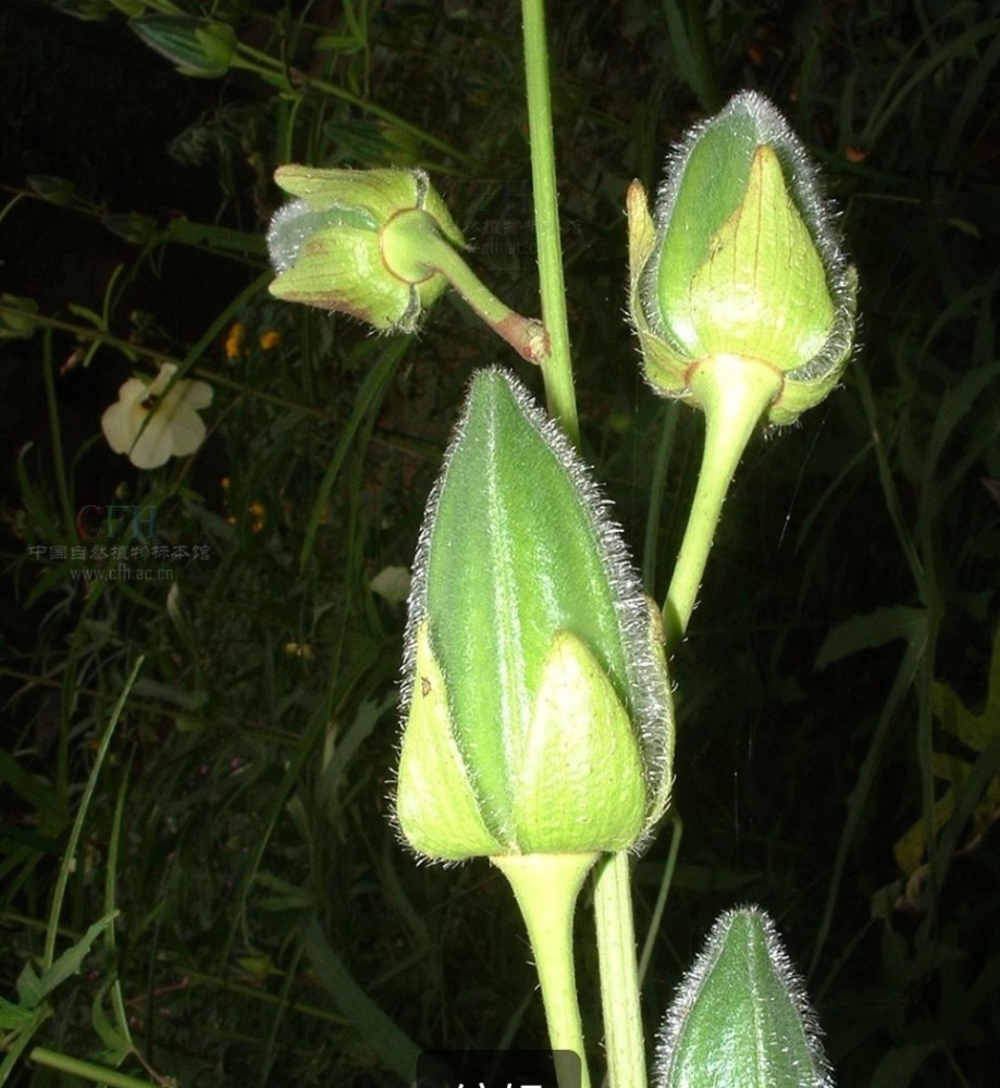 中药古今研究 黄蜀葵花 腾讯新闻