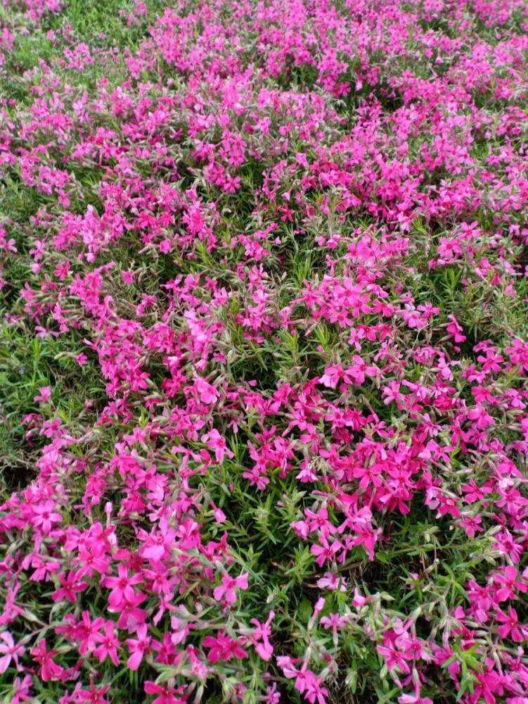 青未了 苔花如米小也学牡丹开 天天看点