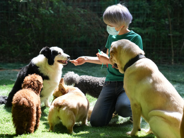 中国多地尝试宠物集中托管帮助养宠家庭_腾讯新闻