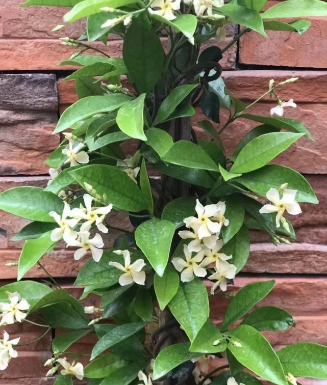 風車茉莉的種植方法