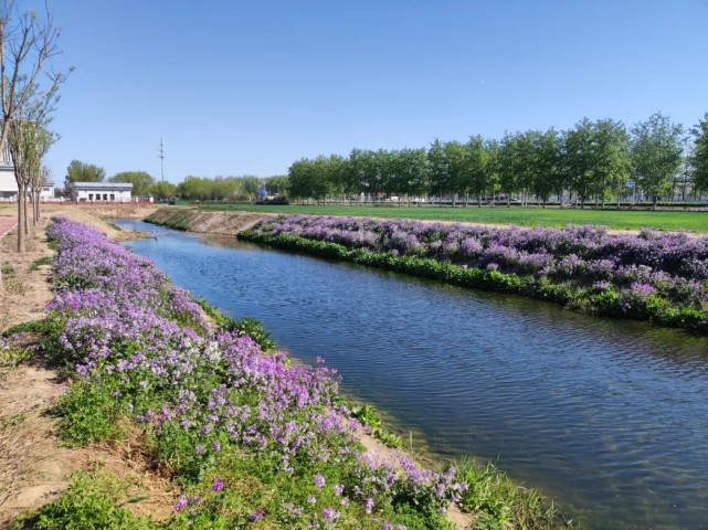 叮咚大兴瀛海春日美景请查收