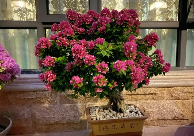 三角梅|塔紫|植株|叶绿