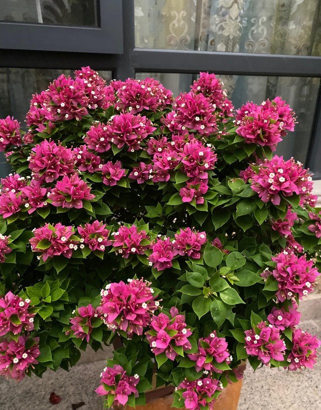 阳台养三角梅,就选"塔紫,植株低矮,叶绿花美,三季有花看!