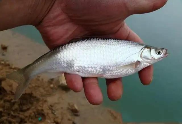 白条鱼最大可以长到多大?