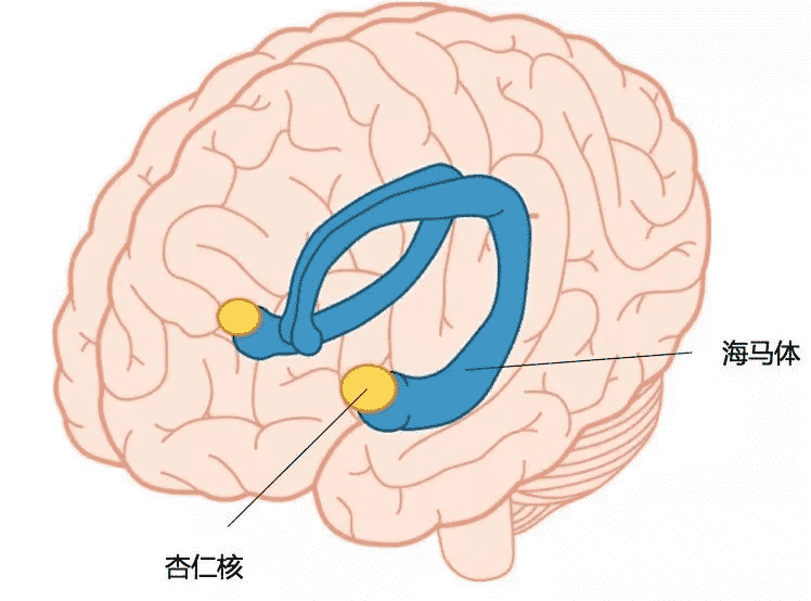 学习记忆法那么多海马体了解过吗