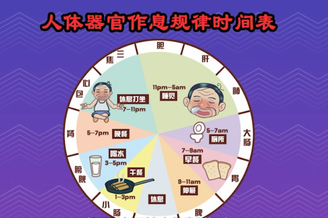 所谓日出而作,日落而息,我们身体的每个器官都有他们的作息规律.