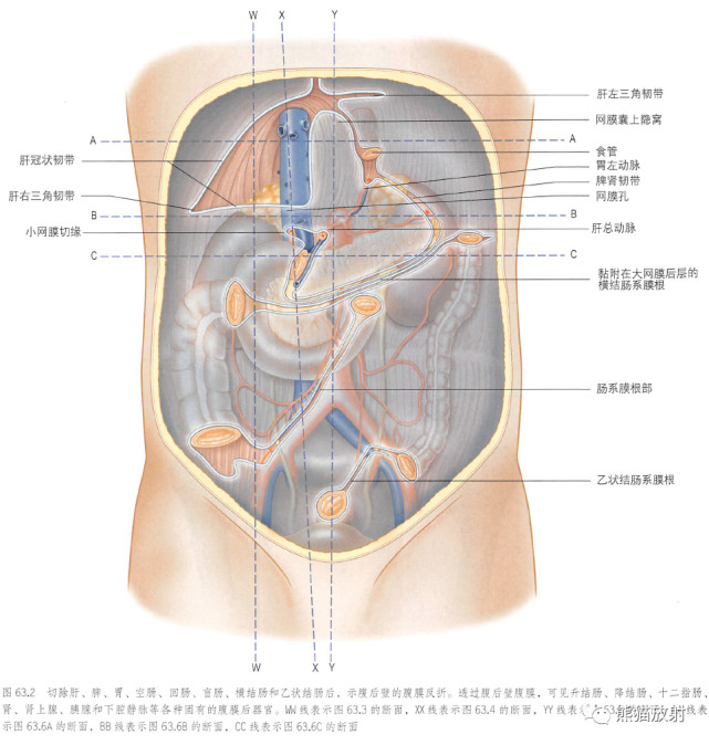 腹膜和腹膜腔解剖图谱|浆膜|腹膜|腹膜腔|腹腔|肠系膜