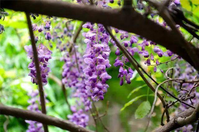 一树花事,倾城浪漫,来济南这些地方感受泉城紫色浪漫吧!