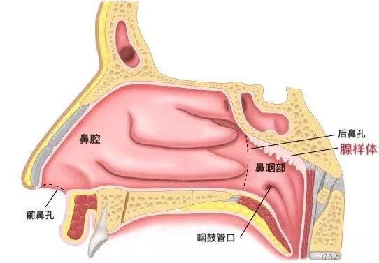 孩子睡觉打呼噜鼻子总是不通气要注意是不是腺样体肥大